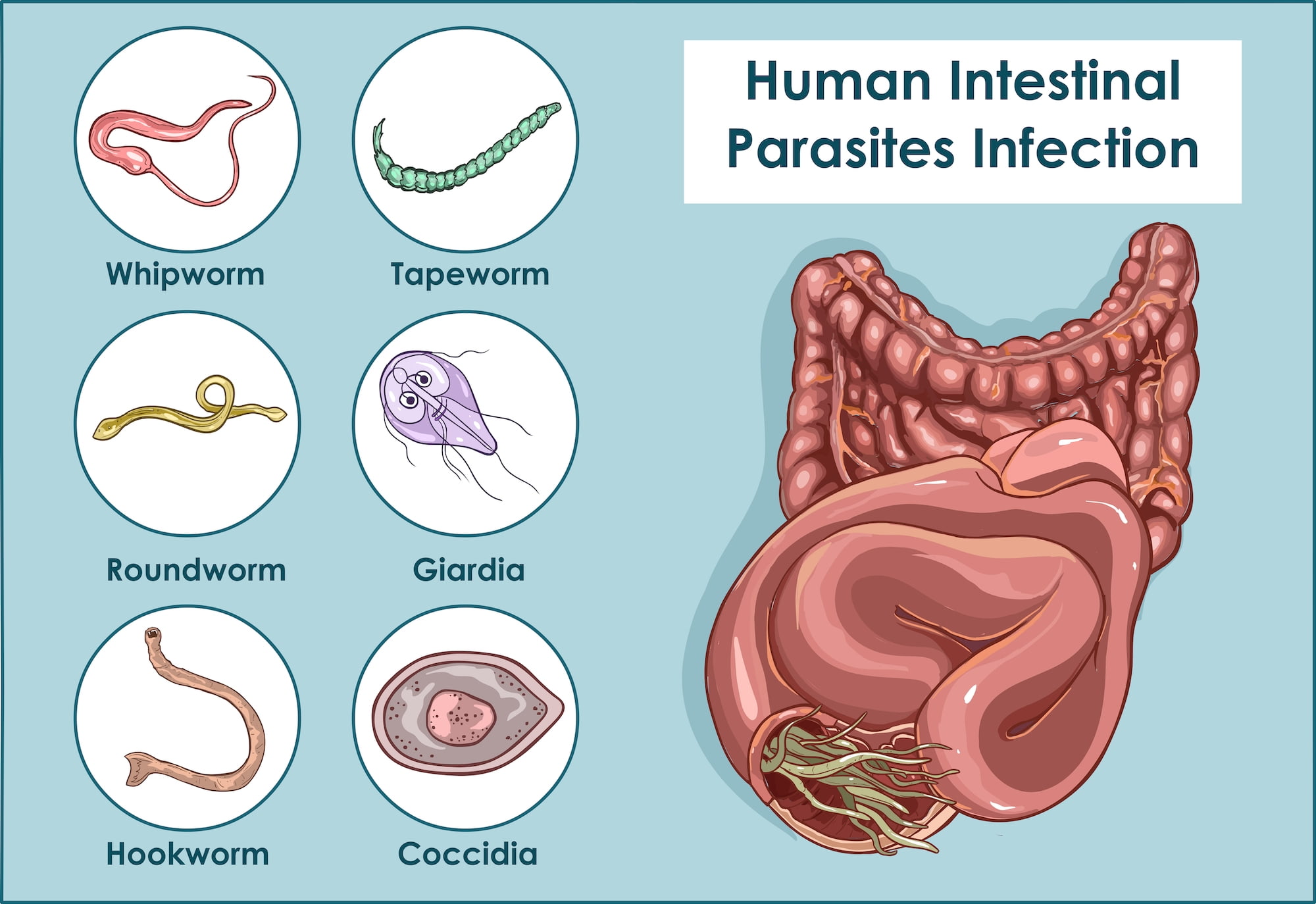 roundworm eggs in humans