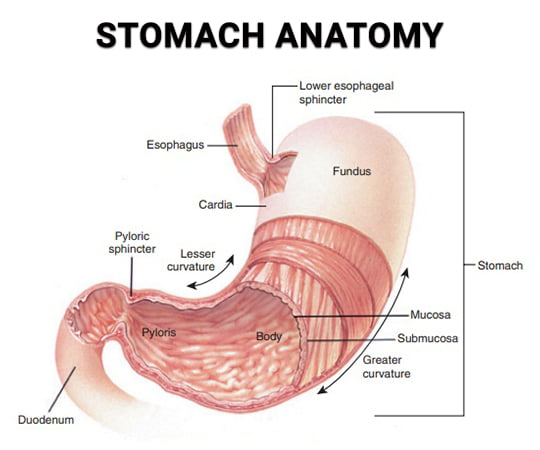 Stomach anatomy NYC