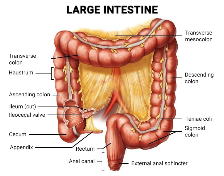 Large Intestine