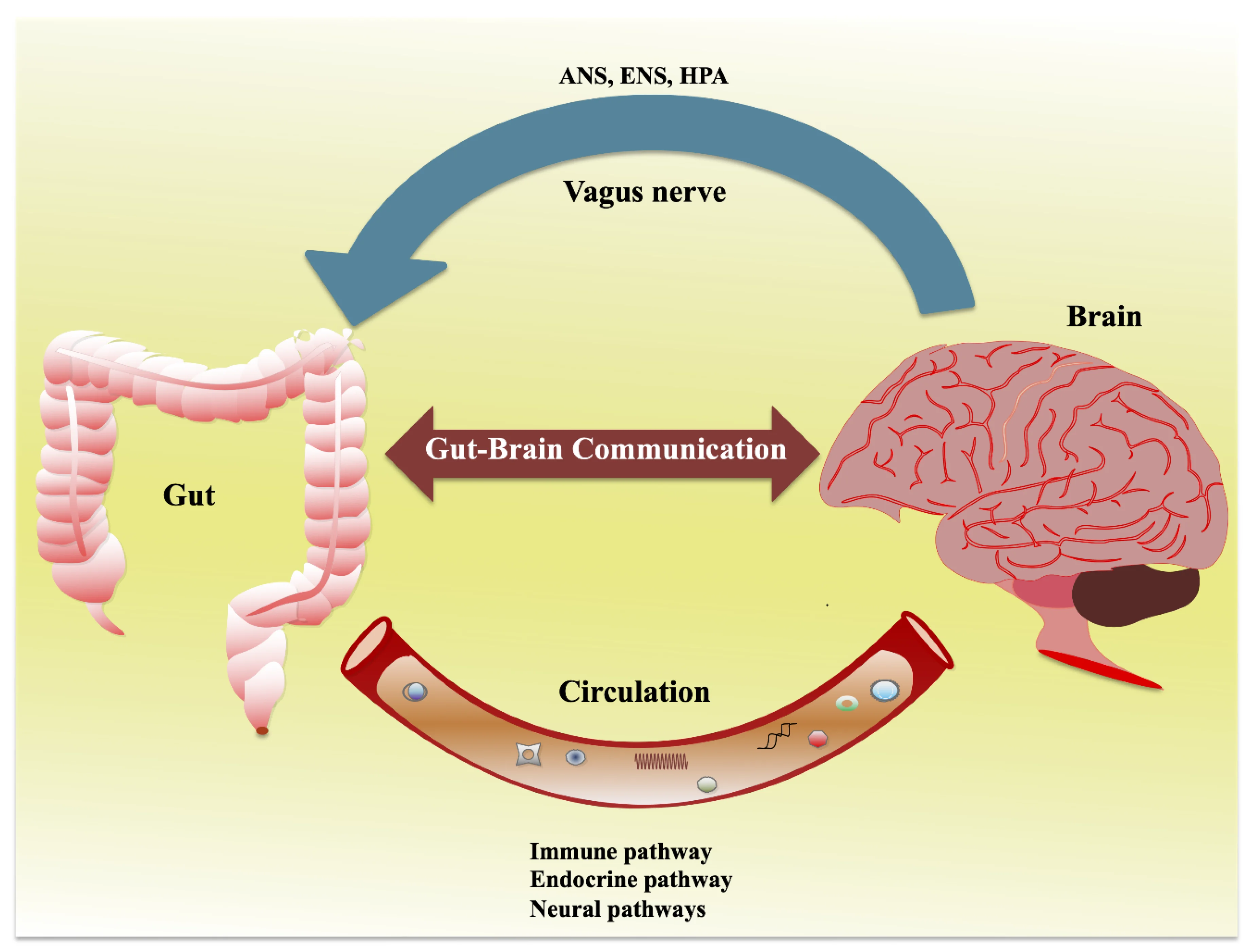 Gut-Brain Axis